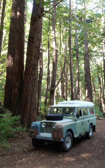 Karl's Dormobile in the Redwoods