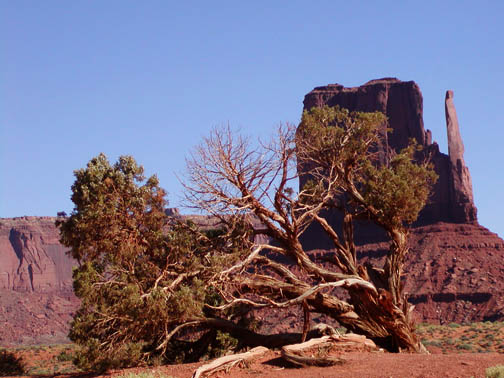 Monument valley tree