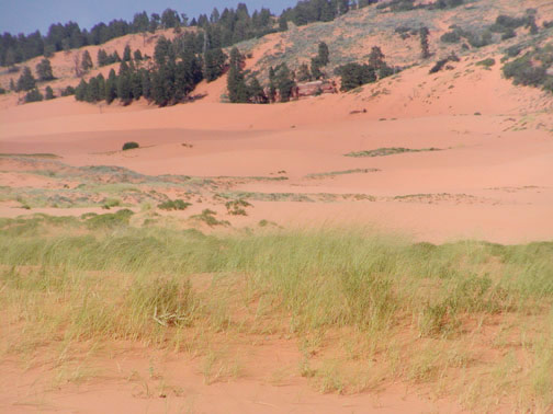 Coral Pink Sand Dunes